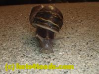 /home//u458753944/public_html/sourcegallery/////////Insects and small critters/slugs snails leaches (Gastropoda and Annelida)/P4220749.JPG